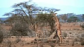 Gazelles eating, Kenya