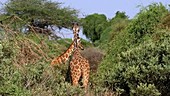 Giraffes in trees, Kenya