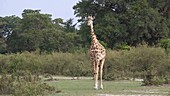Giraffe walking, Kenya