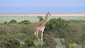 Giraffe standing, Kenya