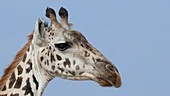 Giraffe head, Kenya
