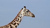 Giraffe head, Kenya