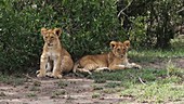 Lion cubs, Kenya