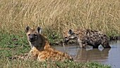 Spotted hyenas, Kenya