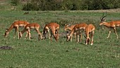 Herd of impalas, Kenya