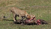 Cheetahs feeding on wildebeest, Kenya