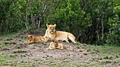 African lion mother and cubs, Kenya