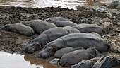 Hippos sleeping, Kenya