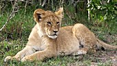African lion cub, Kenya