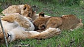African lion cubs suckling, Kenya