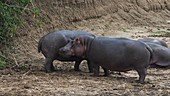 Two hippos standing, Kenya