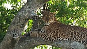 Leopard in tree, Kenya