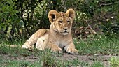 African lion cub, Kenya