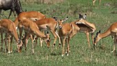 Herd of impalas, Kenya