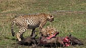 Cheetahs feeding on wildebeest, Kenya