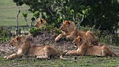 African lions resting, Kenya