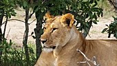 African lion resting, Kenya