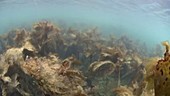 Grey triggerfish swimming in kelp