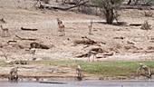 Grant's gazelle drinking, Kenya