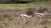 Grant's gazelle walking, Kenya