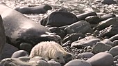 Grey seal pup with its mother