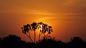Tropical sunset, Kenya