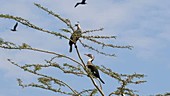 Cormorants in tree, Kenya