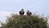 Vultures in tree, Kenya