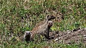 Banded mongoose, Kenya