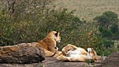 African lions and cub, Kenya