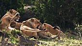 African lions and cub, Kenya