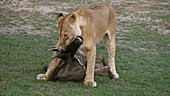 African lions with prey, Kenya