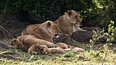 African lions and cubs, Kenya