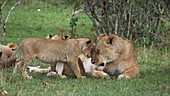 Female African lion with cubs, Kenya