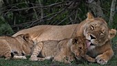 Female African lion with cub, Kenya