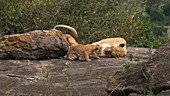 Female African lion with cubs, Kenya