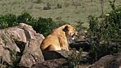 Female African lion on rocks, Kenya