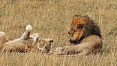 African lions mating, Kenya