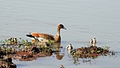 Egyptian geese swimming, Kenya