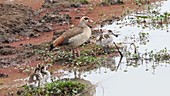 Egyptian geese, Kenya
