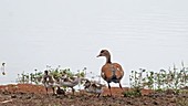 Egyptian geese and goslings, Kenya