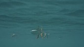 Atlantic puffins diving, from below