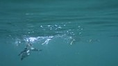Atlantic puffin diving, from below