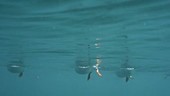 Atlantic puffins swimming, from below
