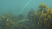 European pollack swimming in kelp