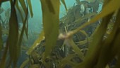 European pollack swimming in kelp