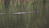 European beaver swimming in a lake