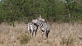 Two zebras grooming, Kenya