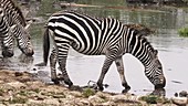 Zebra drinking, Kenya