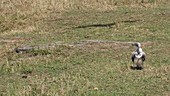 African white backed vulture landing, slow motion